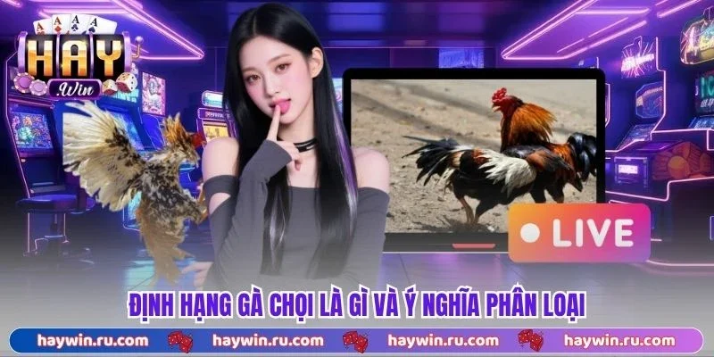 Định Hạng Gà Chọi Là Gì? Cách Phân Loại Chuẩn Xác 2026 Định hạng gà chọi là gì và ý nghĩa phân loại