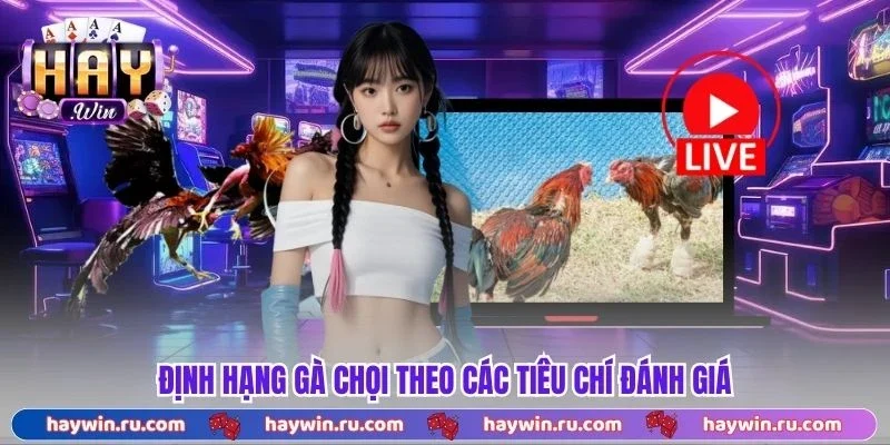 Định Hạng Gà Chọi Là Gì? Cách Phân Loại Chuẩn Xác 2026 Định hạng gà chọi theo các tiêu chí đánh giá