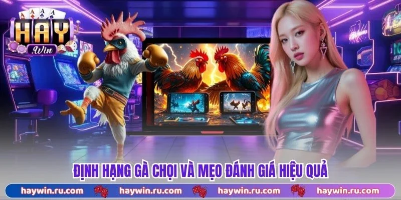 Định Hạng Gà Chọi Là Gì? Cách Phân Loại Chuẩn Xác 2026 Định hạng gà chọi và mẹo đánh giá hiệu quả